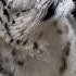 The Snow Leopard Ghost Of The Mountains Revealed