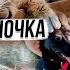2 часть Видеоотчетов от хозяев пристроенных спасенышей