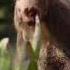 The Lion Sleeps Tonight French Le Lion S Endort Ce Soir 2019