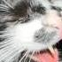 Careless Whisper MEOW Version