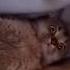 What Happens When You Eat Too Much Catnip
