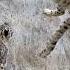 Quick Snow Leopard Facts The GHOST Of The Mountain Animal A Day Shorts Animals