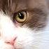 Mid Advertisement X 10 Hours Of Music That Cats Love Cat Bone Song And Piano Music Stress A