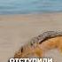 Шакал чуть не погиб в схватке