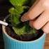 Make Your Shorts A Hit With AP ENT CAN I COME WITH YOU Beginner Friendly Gardening Hacks