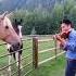 Любители музыки лошади Horse