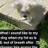 I Just Be Fussin And Gasping For Air Dog Comedy Dogmom Dogmoments Puppy Shorkie Dogmomlife