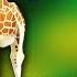 Madagascar 2 Theme Song Hans Zimmer Once Upon A Time In Africa Piano Sheet Music Midi Tutorial
