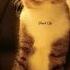 Cat S Reaction In Fear Shorts Fyp Viral Cat Ghost Funny Tiktok