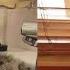 Смешные коты кошки и котята Подборка приколов с котами Милота и смех 53