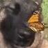 A Dog With A Butterfly On Its Nose Shorts