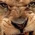 Why Is The Lion The King Of The Jungle And Not The Tiger Lion Tiger Kingofthejungle Jungle