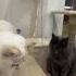 Cat Memes Kitten Popular Cute Pets Instagram Funny Money Super Song Top Love Capcut