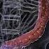 Understanding Diarrhea Causes Symptoms And Management Anatomy Meded 3danimation