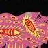 Anatolian Weapons Neural Pathways A Strange Wedding Sardaukar Remix