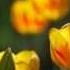 Tomorrow Is A Lie Lara Fabian