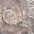 This Giant Fossil Was Impressive Until We Found What Was NEXT To It