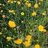 Милые цветочки Лютики Buttercups