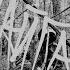 Sudden Fracture Тайга