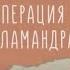 БФ Мир в каждый дом Операция Саламандра