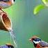 Красивая музыка для души Музыка Лучшее Мелодии Birds