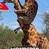 Who Is The King Of The Jungle