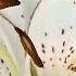 Футаж Сказочная лилия и бабочки Lilies And Butterflies Background