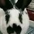 We Surprised My Sister With A Bunny On Labor Day His Name Is Wonton
