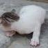 Kitten Sound Cute Kitten Mewing Kitten Video Cat Video Kitten Cat Mewing Foryou Shortsvid