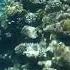 Egypt Snorkelling Red Sea Sharm El Sheikh А теперь плывем за рыбами Красное море Египет