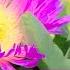 HOW TO MAKE NATURAL DYE FROM ICE PLANT ORGANIC COLOR PINK PEACH MAUVE CALIFORNIA CENTRAL COAST