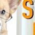 BABYSITTING Part 2 Topi The Corgi
