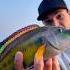Бриллиант черноморской фауны Fishing рыбалка сочи Sochi Blacksea Seafishing Fish рыба