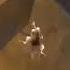 Scrat Screaming 20