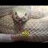 Close Up Rattlesnake Attack Pose Nature S Warning System