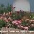 Шикарные розы на территории Михайловского золото верхового собора