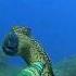 Fighting With Big Moray Eel Spearfishing Fishing Fish