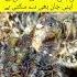 Nature Of Allah Hijab Love Funny Pakarmyzindabad Military Inspiration Military Satisfying