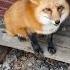 Alice The Fox White First Teases The Fox Himself And Then Runs Away From Her