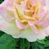 Роза Глория Дей в моем саду 26 06 21 Meilland Франция 1945 Gloria Dei Rose In My Garden Shorts