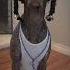 Snoop Dogg Dog