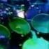 Arch Enemy Live Apocalypse 2006