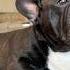 My French Bulldog Is Trying To Sleep French Bulldog Blackfrenchbulldog Bullybreed Bullynation