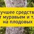 Лучшее средство от муравьев и тли дача огород сад вредители муравьи тля плодовые яблоня