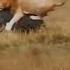 ScarFace Lion King African Lion Wildlife Animals Scarface Nature