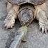 Turtle Eat A Fish That Was Placed In The Front Of It Really Quickly