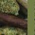 FULL ALBUM BILL STAX DETOX