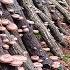 How Japanese Farming Millions Of Shiitake Mushroom In Forest Mountain Shiitake Mushroom Harvesting