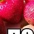 Крупноплодная земляника клубника Сорт ПОЛКА ПОЛЬКА Обзор Отзыв клубника Strawberry огород