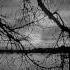 Trees Of Eternity Black Ocean